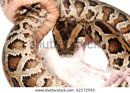 boa snake eat rat isolated on white