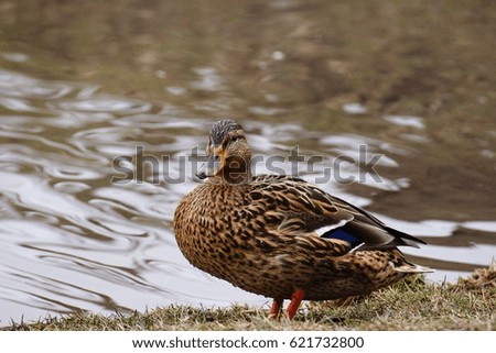 Common duck on a bank of city park pond