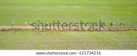 Top view group of white great egret in the rice field, Aerial view from flying drone