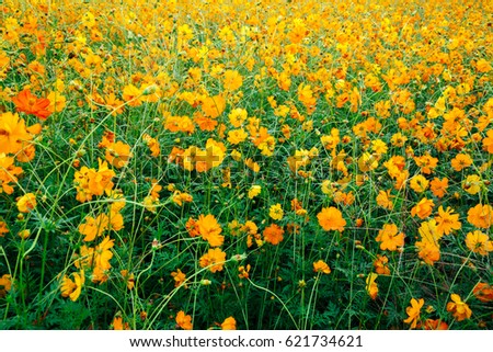 Beautiful yellow common cosmos Flower in South Korea