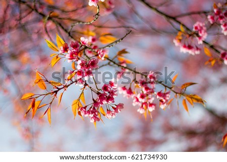 Cherry Blossom flower in winter Chiang Mai Thailand