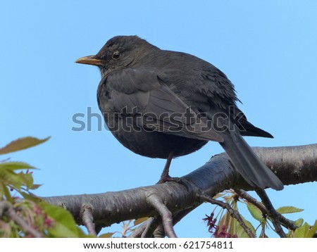 Blackbird females  (Turdus merula) is a species of true thrush.