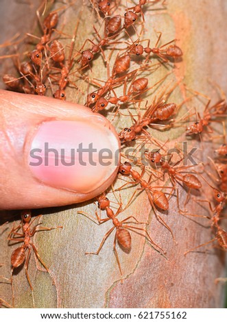 Animal attack. An army of weaver ants (Oecophylla longinoda) attacking a finger held against the trunk of a guava tree. Top down view.