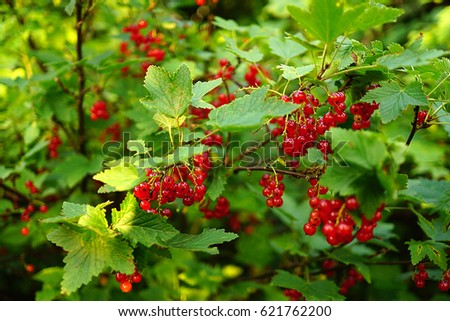 Red currant Ripe berries on a branch on a hot day. Summer picture. High yielding varieties