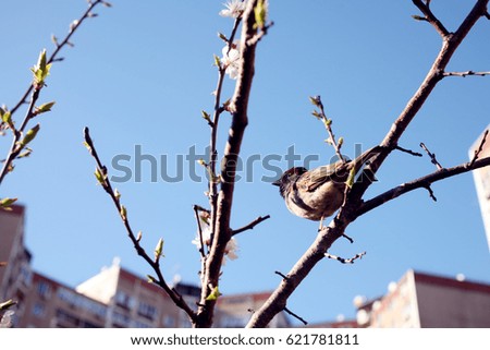  A sparrow sits on a branch of an apricot tree. Spring in the city