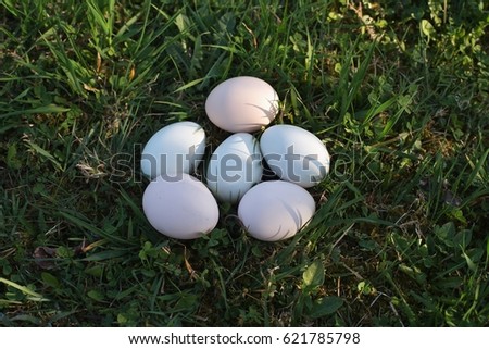 Fresh chicken eggs or hen eggs with green, brown eggs hells lying on the grass just after pick up from the hen house in small village organic farm. Picture taken in the sunny spring day before easter.