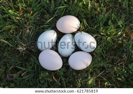 Fresh chicken eggs or hen eggs with green, brown eggs hells lying on the grass just after pick up from the hen house in small village organic farm. Picture taken in the sunny spring day before easter.
