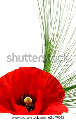 Grain and Red Poppy