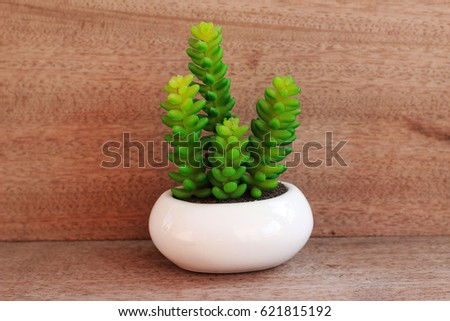 A small ornamental plant in a white pot is placed on a brown table