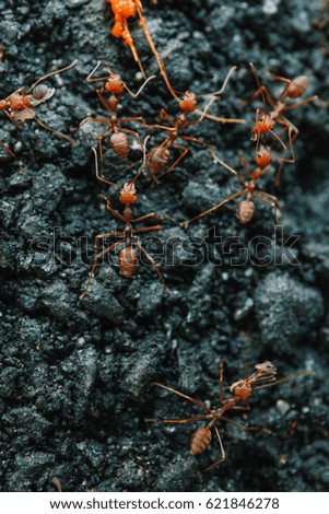 Macro shot of an ants finding food for living