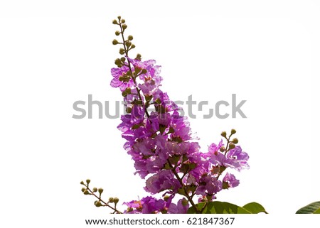 pink flowers with isolated white  background  