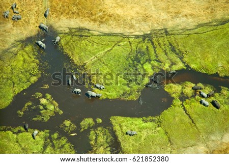 Aerial view of Elephants (Loxodonta africana) in the Okavango Delta in Botswana.

