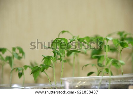 Three weeks old ultivar tomato sprouts under an artificial lighting