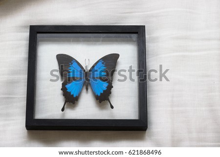 Butterfly in the picture frame
