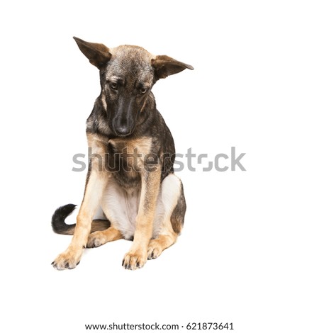 puppy shepherd on a white background interested looks down