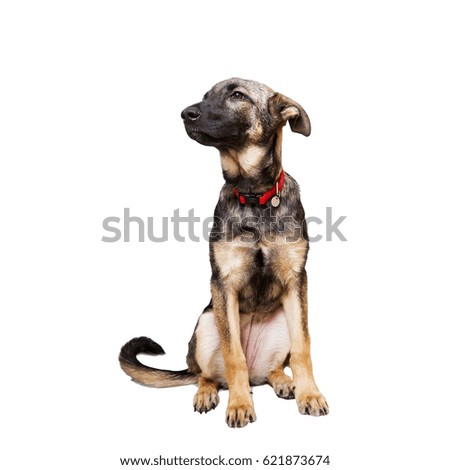 puppy on a white background in a red collar