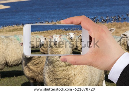 Taking pictures with smart phone of sheep. 