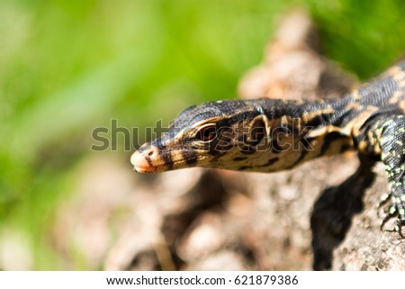 Little lizard sitting on the tree trunk. Close-up. Bright picture