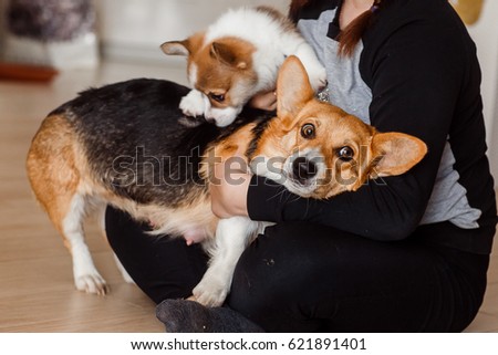 a Corgi dog with puppy
