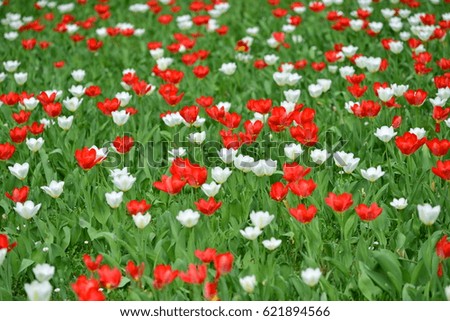 Many beautiful red and white flowers in a field
