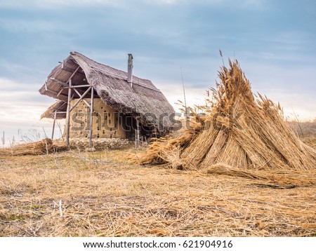 Bundles of Water Reed in Jurilovca, Tulcea County, Romania - commonly used as a thatching material in the seaside villages of Romania (Danube Delta area)
