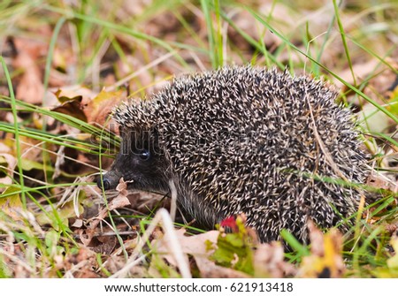 Hedgehog in the grass.
