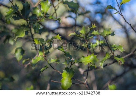 Spring tree's leafs macro