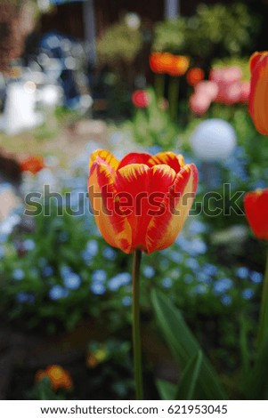 Tulip and forget me not  - spring blue garden flowers, symbol of spring