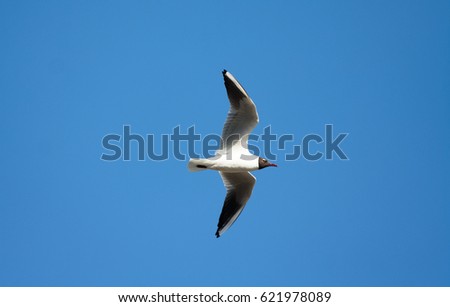 gull flies against a blue sky, an image from the bottom up, a flight, looks up at the photographer, funny