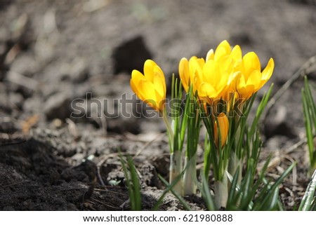 Yellow crocuses revive the nature in early spring