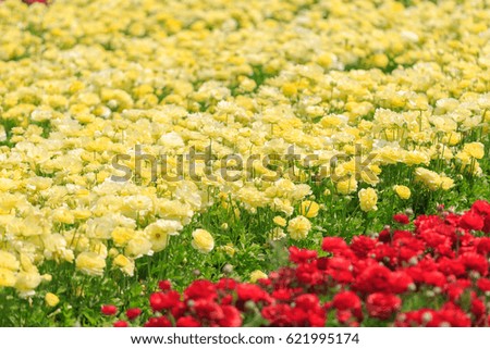 Light yellow asian buttercups on a field