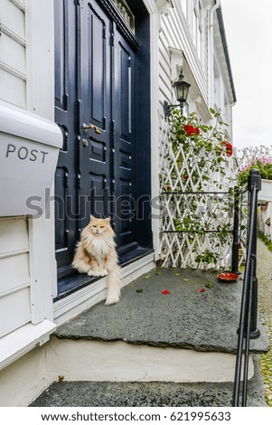 Cat near wooden door on the street