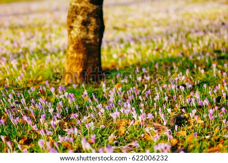 Many crocuses in the grass under the tree. A field of crocuses in the urban park of Cetinje, Montenegro.