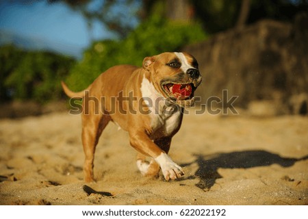  American Pit Bull Terrier dog running on beach with red ball