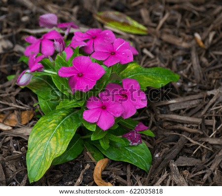 A plant with purple flowers growing in a garden.  