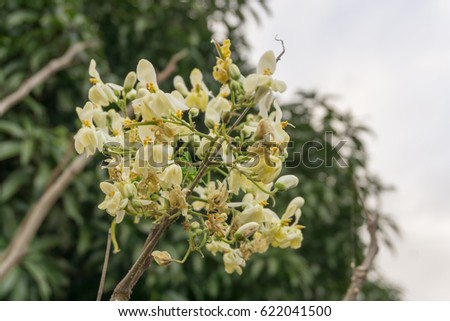 Flowers on a herbal tea tree in the tropics in the Philippines