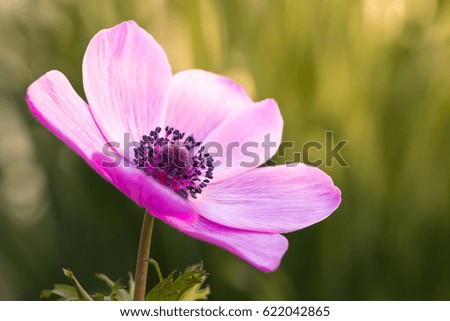 Anemone flower