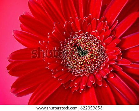 Red gerbera on pink background                               