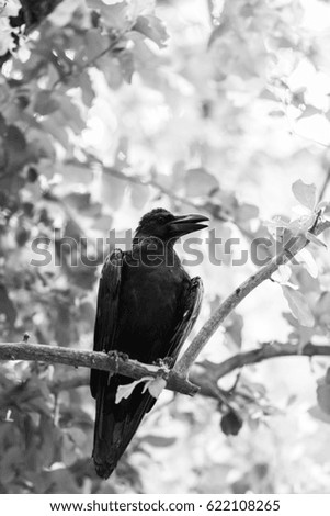 crow sitting on a branch edited black and white