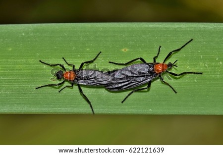 A pair of mating Lovebugs (Plecia nearctica) on a reed plant in the bayou. Royalty-Free Stock Photo #622121639