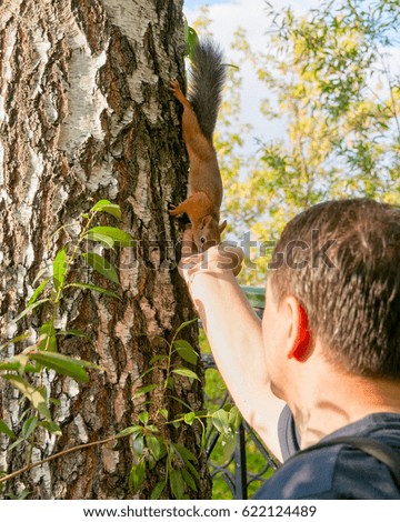 Squirrel creeps down to man hand on birch tree.