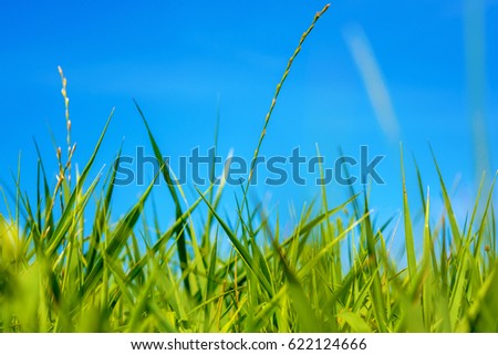 Photo of beautiful green grass at summer day on a blue sky background