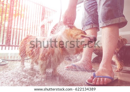 corgi dog shaking off water while takes a bath in a hot summer day,funny moments animal picture