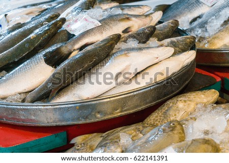Group of fresh sea bass fish for sell in fisherman market, Fishery industry