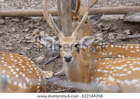 beautiful horn deer
