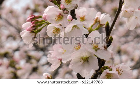 Japanese cherry blossoms

