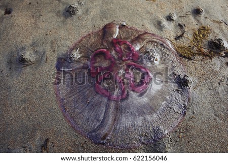 undersea world jellyfish  wild nature