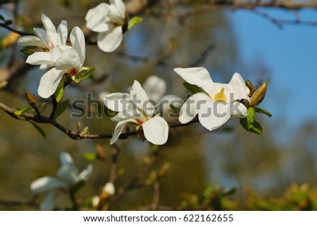 Beautiful white flowering magnolia - Magnolia kobus- flowering tree