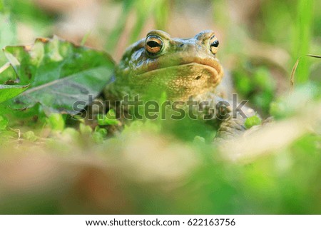 frog grass muzzle wildlife macro