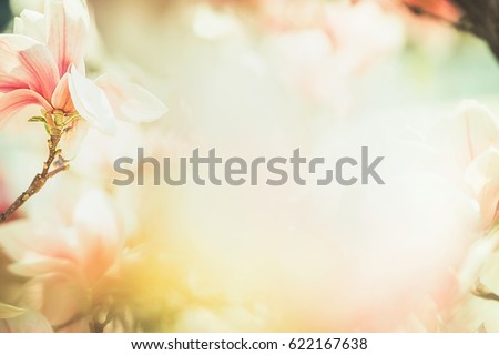 Spring Floral nature background with lovely magnolia blossom , frame, springtime nature, pastel color, soft focus